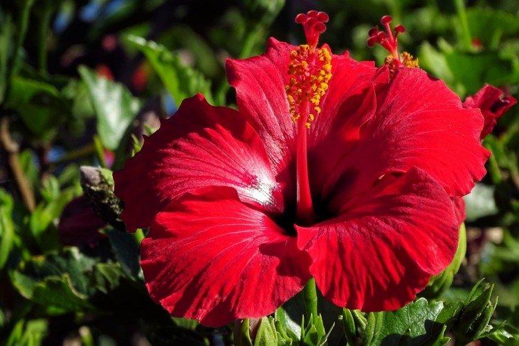 Hibiscus