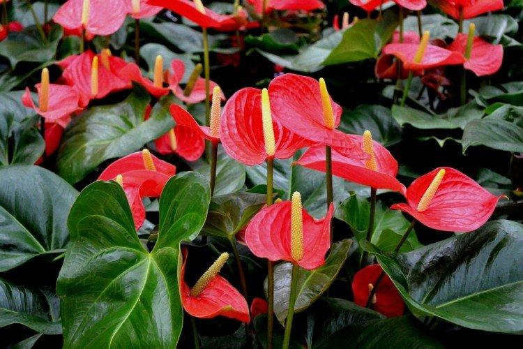 Anthurium
