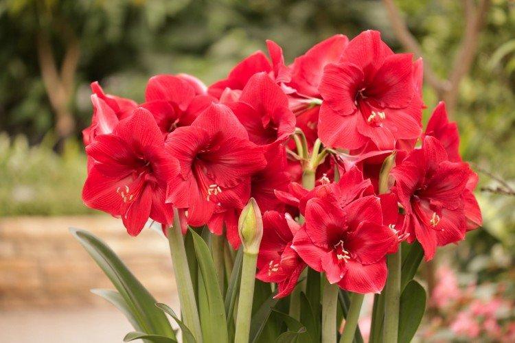 Hippeastrum