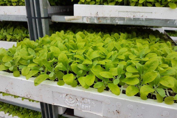 Plantation et sélection