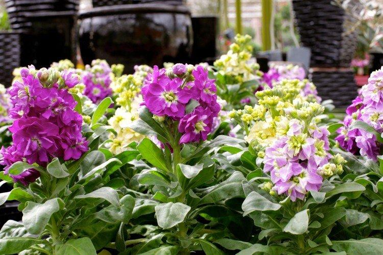 Matthiola aux cheveux gris