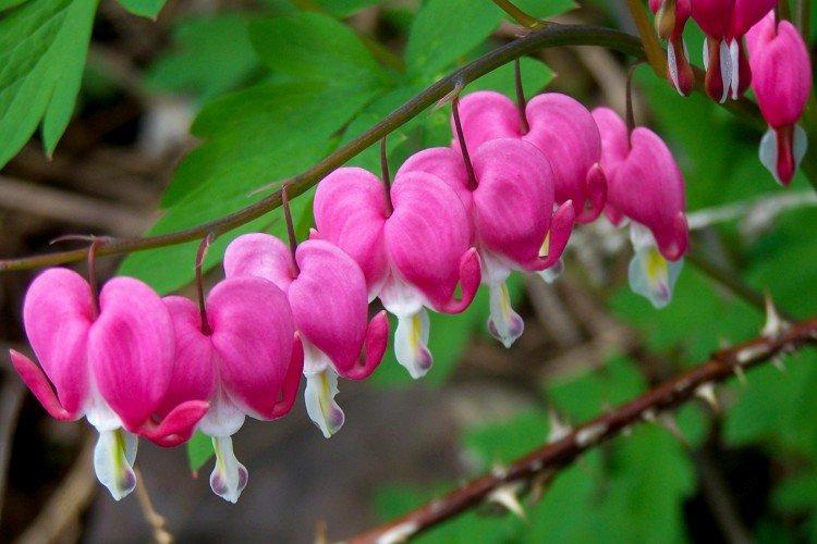 Fleur Coeur Brisé - photo