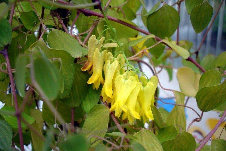 Fleur Coeur Brisé - photo