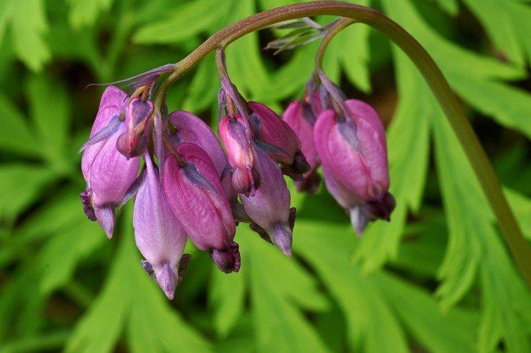 Fleur Coeur Brisé - photo