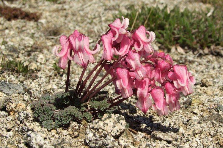 Fleur Coeur Brisé - photo