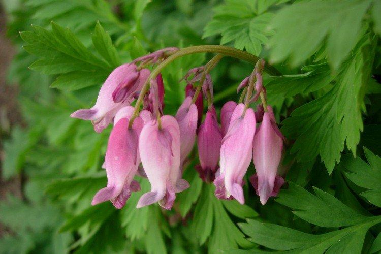 Fleur Coeur Brisé - photo