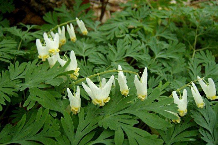 Fleur Coeur Brisé - photo