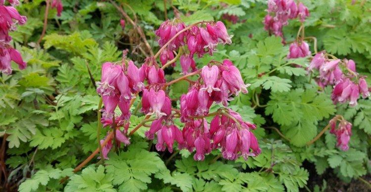 Fleur Coeur Brisé - photo