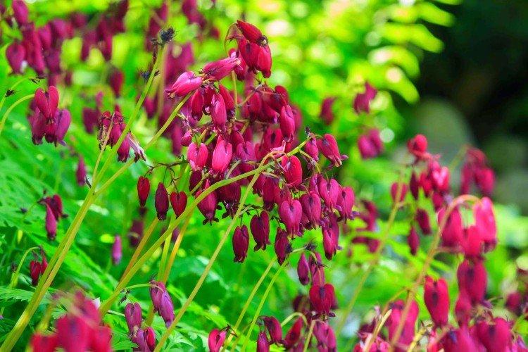 Fleur Coeur Brisé - photo