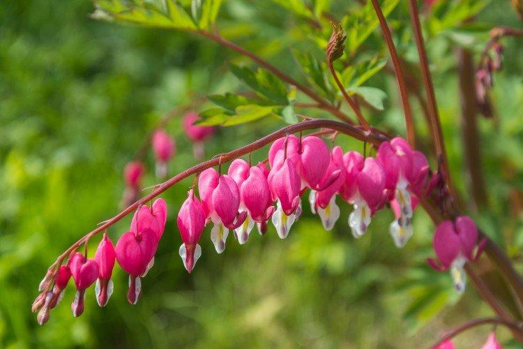 Fleur Coeur Brisé - photo