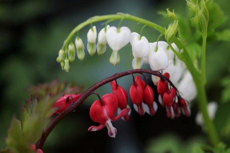 Fleur Coeur Brisé - photo