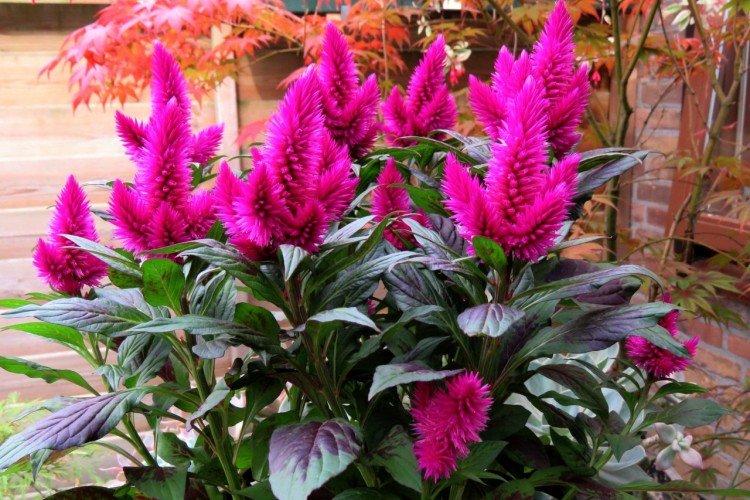 Célosie des épillets