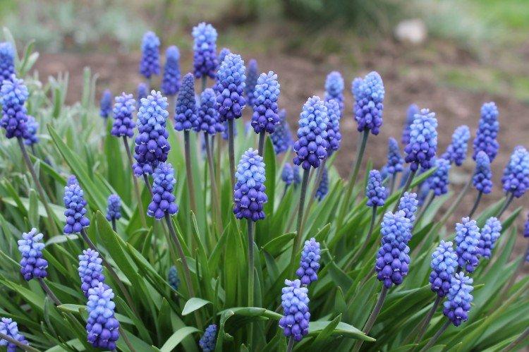 Muscari (50 photos): types, plantation et soins en plein champ