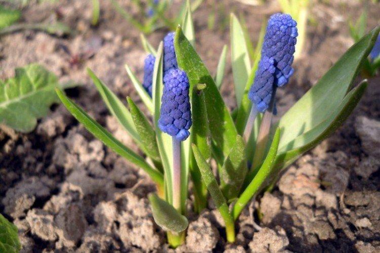 Plantation et sélection