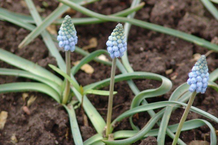 Ravageurs et maladies du muscari