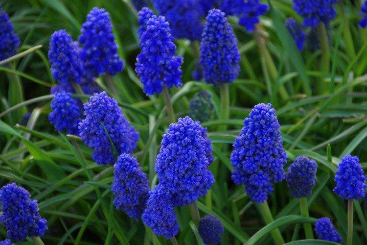 Muscari - photo