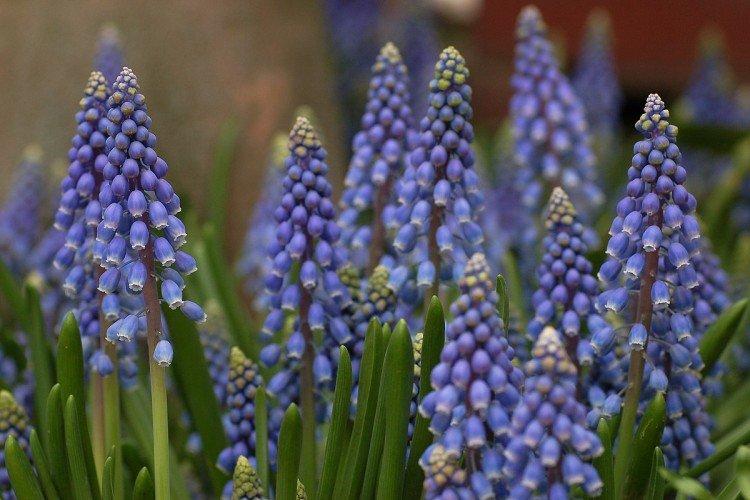 Muscari - photo