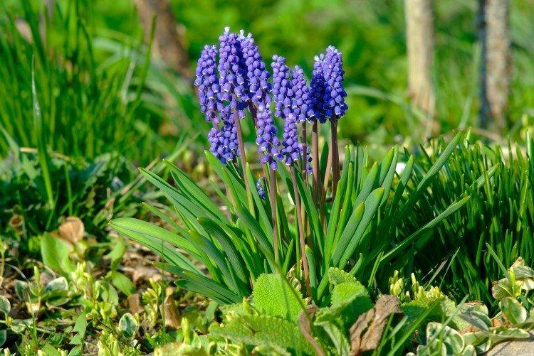 Muscari - photo