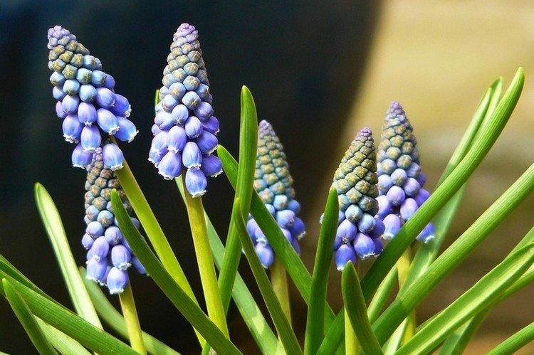Muscari - photo