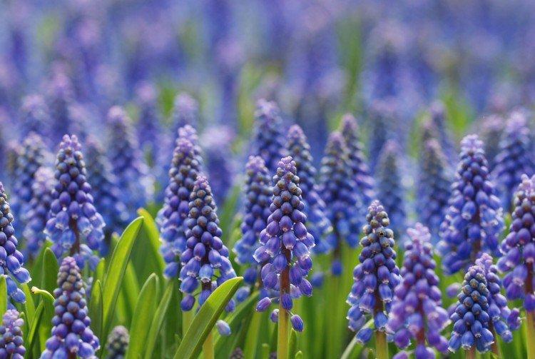 Muscari - photo
