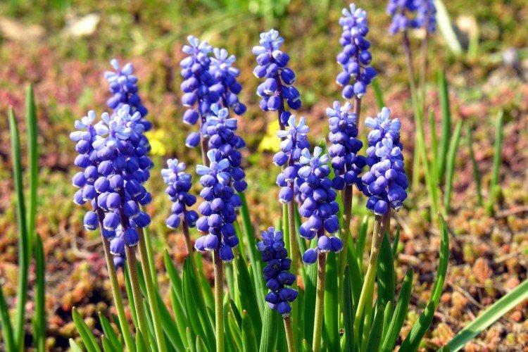 Muscari en forme de raisin