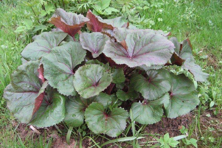 Engrais et alimentation