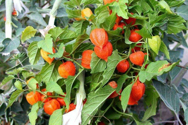 Physalis - photo
