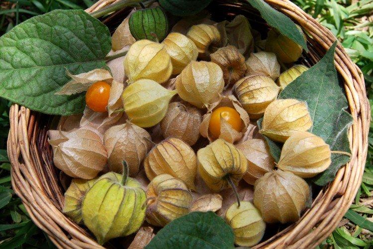Physalis - photo