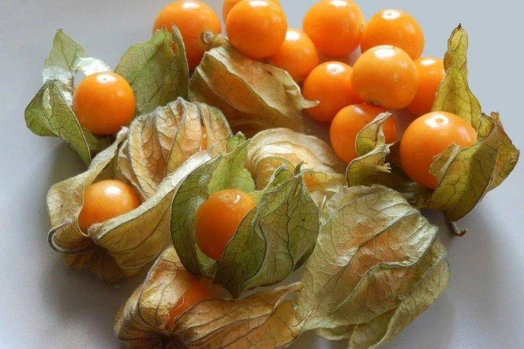 Physalis - photo
