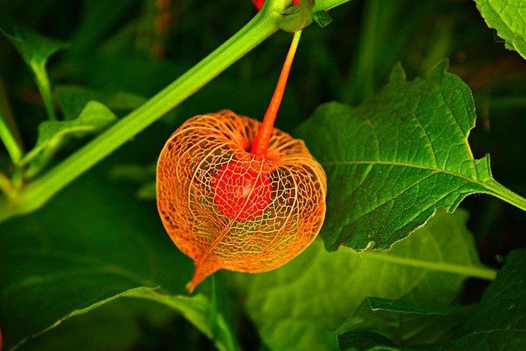Physalis - photo
