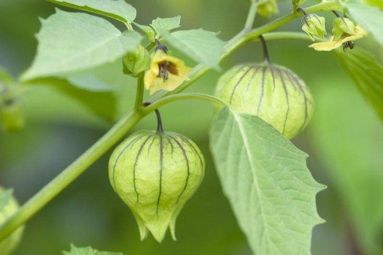 Physalis - photo