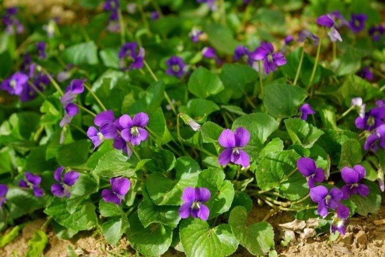 Engrais et alimentation