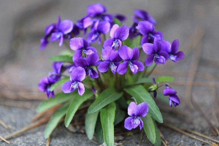 Violette - photo