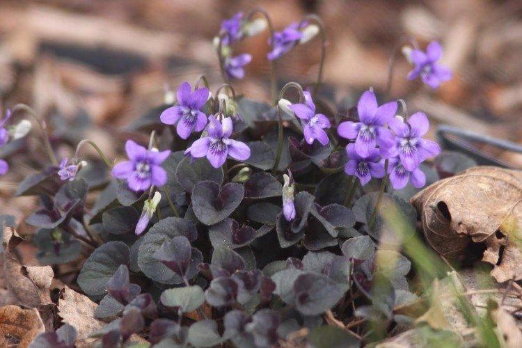 Violette du Labrador