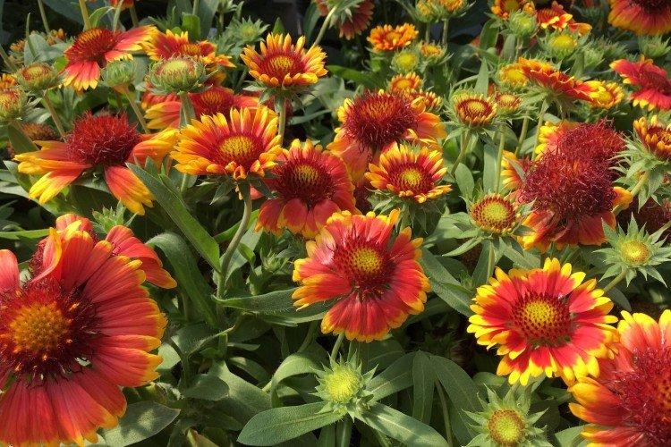 informations générales