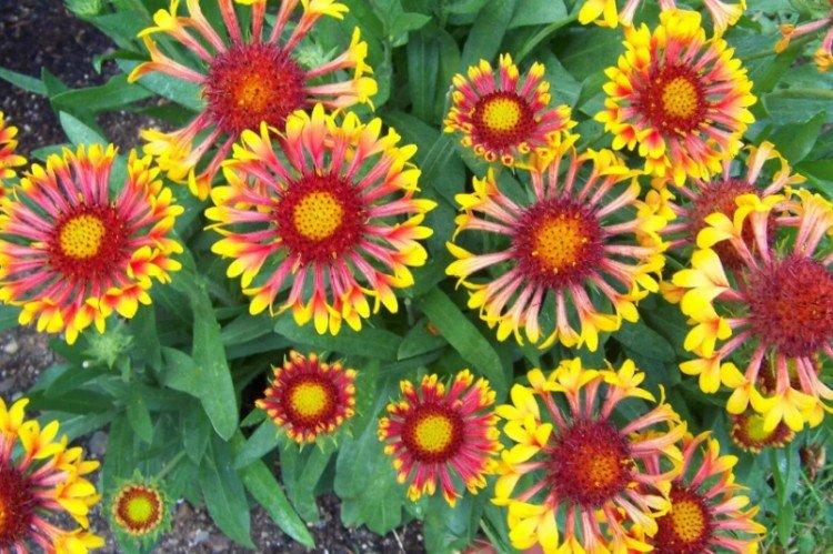 Gaillardie - photo