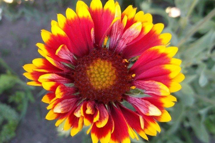 Gaillardie épineuse