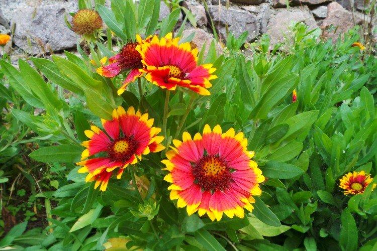 Gaillardie - photo