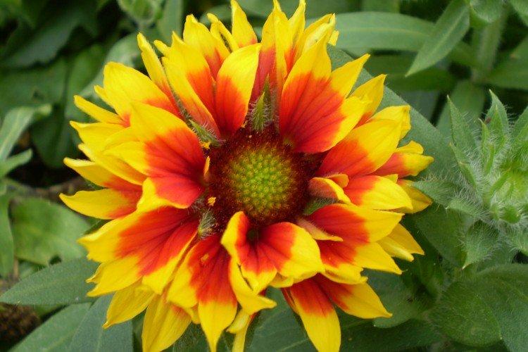 Gaillardie - photo
