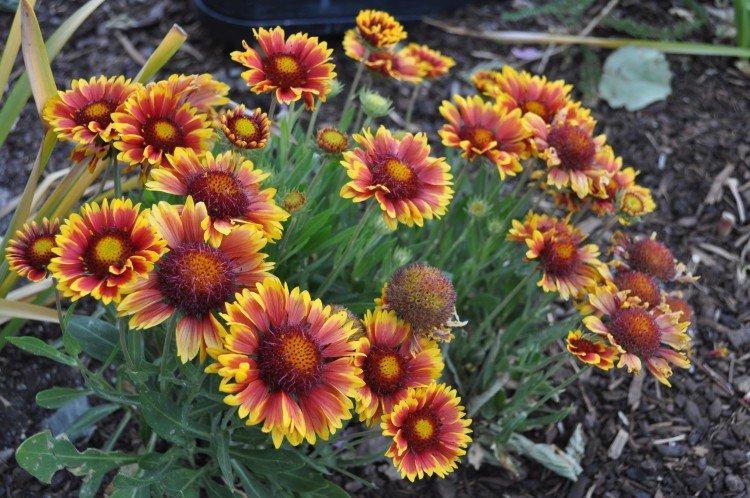 Gaillardie - photo