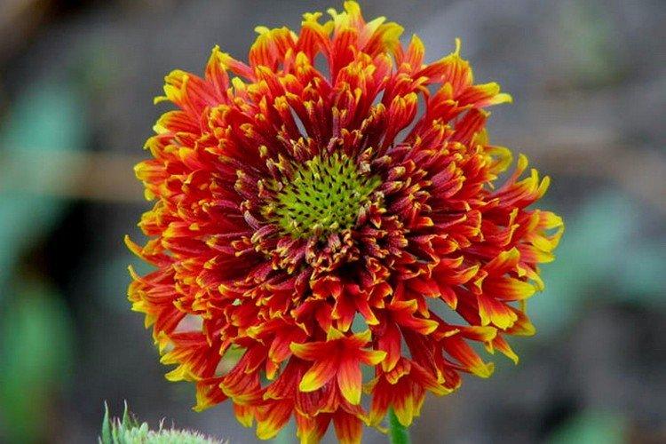 Gaillarde Lorenza