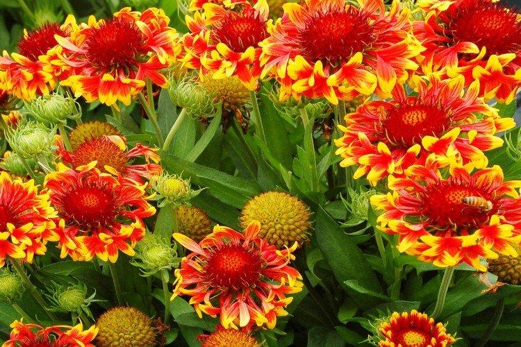 Gaillardie Lancéolée