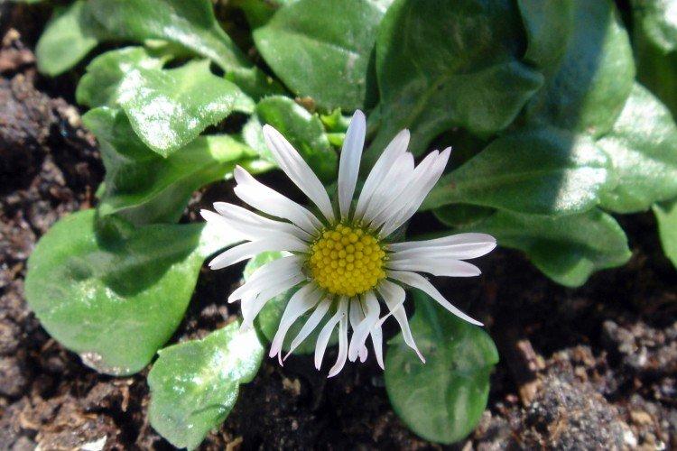 Ravageurs et maladies des marguerites