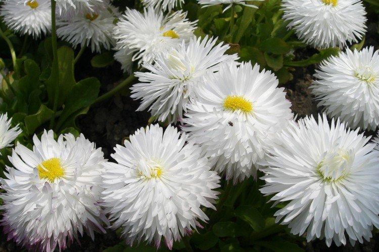 Marguerites - photo