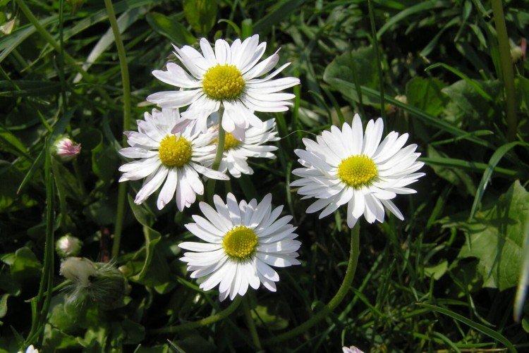 Marguerites - photo