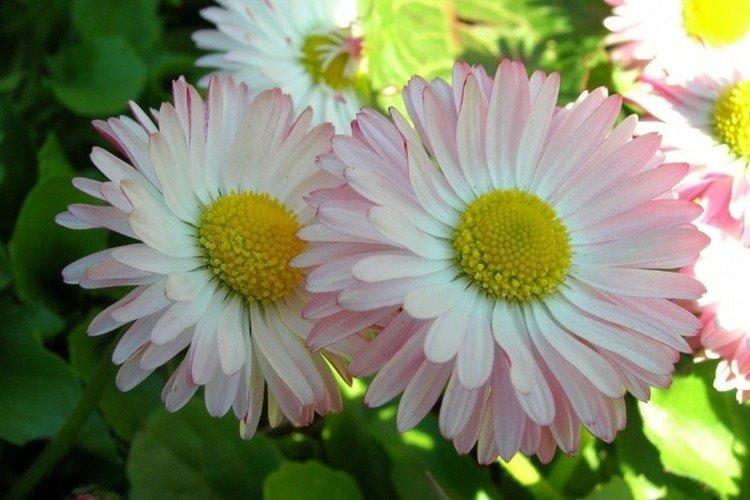 Marguerites composites