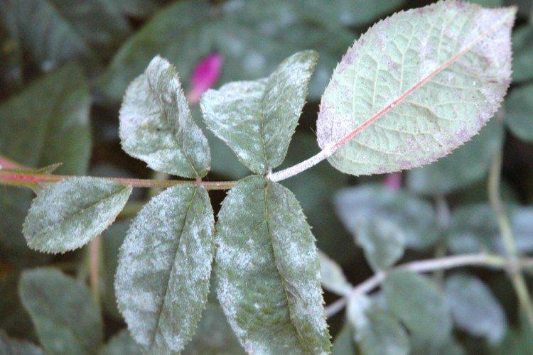 Ravageurs et maladies du rosier grimpant