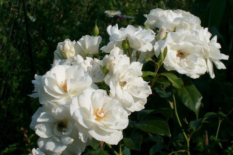 Rosiers grimpants - photo