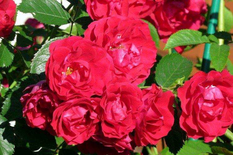 Rosiers grimpants - photo