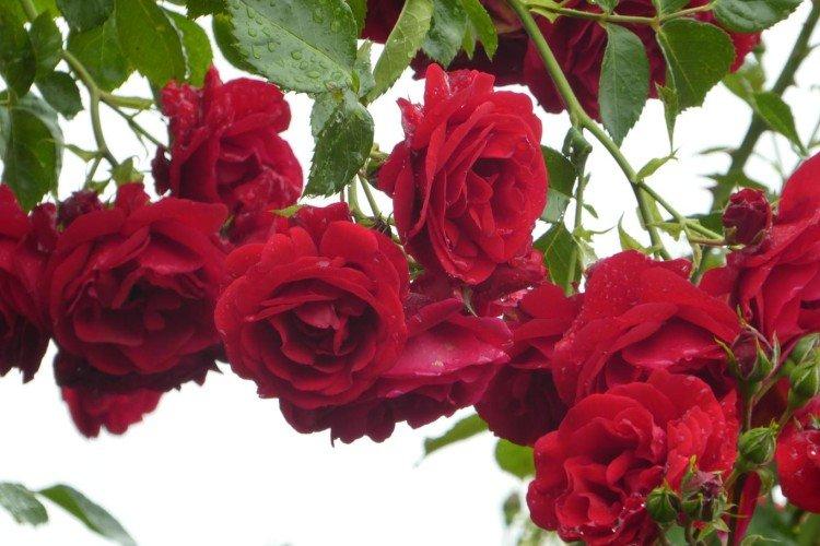 Rosiers grimpants - photo